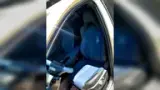 BYD Dolphin Mini - Miniatura 20