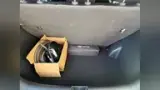 BYD Dolphin Mini - Miniatura 18