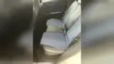 BYD Dolphin Mini - Miniatura 10