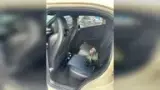 BYD Dolphin Mini - Miniatura 6