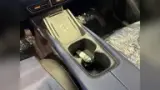 BYD Dolphin Mini - Miniatura 11