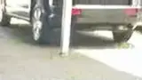 BYD Dolphin - Miniatura 3