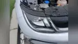 BYD Dolphin Plus - Miniatura 2