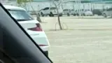 BYD Dolphin Mini - Miniatura 7