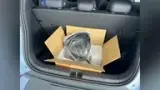 BYD Dolphin Mini - Miniatura 15