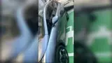 BYD Dolphin - Miniatura 3
