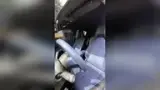 BYD Dolphin Mini - Miniatura 10