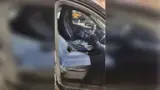 BYD Dolphin Mini - Miniatura 5