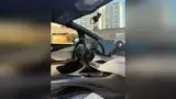 BYD Dolphin - Miniatura 5
