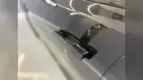 BYD Seal - Miniatura 10