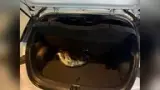 BYD Dolphin Plus - Miniatura 14