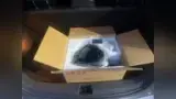 BYD Dolphin - Miniatura 13
