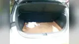 BYD Dolphin - Miniatura 15
