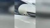 BYD Dolphin Mini - Miniatura 2