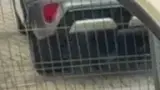 BYD Dolphin Mini - Miniatura 6