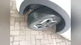 BYD Dolphin - Miniatura 9