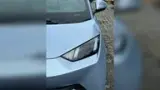 BYD Dolphin Mini - Miniatura 4
