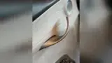 BYD Dolphin - Miniatura 13