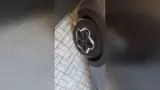 BYD Dolphin - Miniatura 15