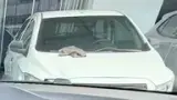 BYD Dolphin Mini - Miniatura 6